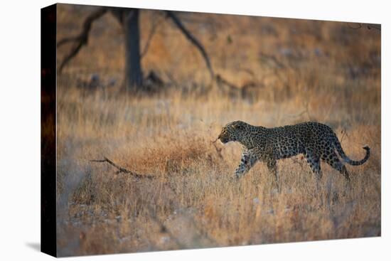 A Leopard, Panthera Pardus Pardus, Walks Through Grassland Aglow in the Setting Sun-Alex Saberi-Premier Image Canvas