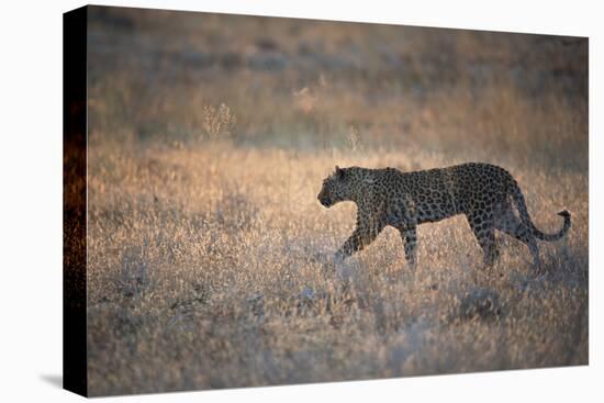 A Leopard, Panthera Pardus Pardus, Walks Through Grassland Aglow in the Setting Sun-Alex Saberi-Premier Image Canvas