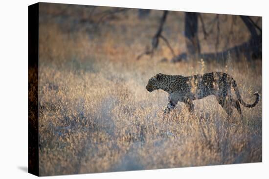 A Leopard, Panthera Pardus, Walking Through Grass in Namibia's Etosha National Park-Alex Saberi-Premier Image Canvas