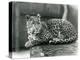 A Leopard Resting on a Log at London Zoo in 1929 (B/W Photo)-Frederick William Bond-Premier Image Canvas