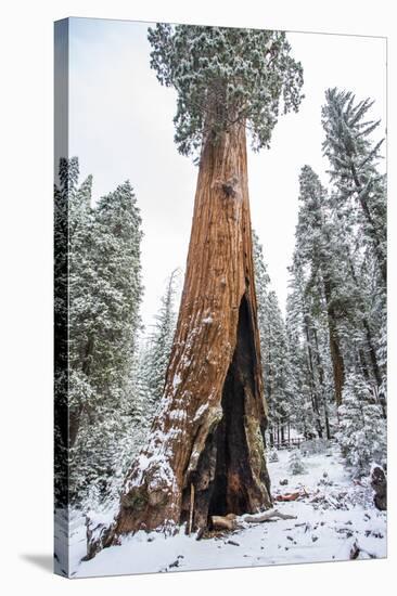 A Light Dusting Of Snow Beneath Large Trees In Sequoia National Park, California-Michael Hanson-Stretched Canvas
