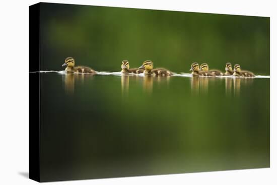 A Line of Mallard (Anas Platyrhynchos) Ducklings Swimming on a Still Lake, Derbyshire, England, UK-Andrew Parkinson-Premier Image Canvas