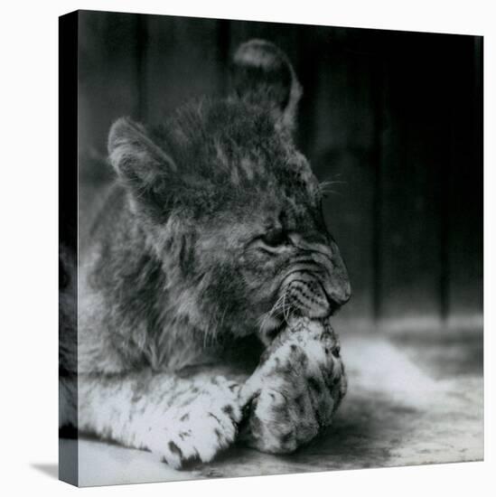 A Lion Cub Feeding at ZSL London Zoo in 1927 (B/W Photo)-Frederick William Bond-Premier Image Canvas