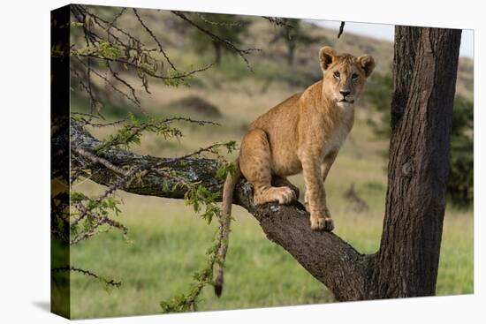 A lion cub sitting on the branch of a tree. Masai Mara National Reserve, Kenya, Africa.-Sergio Pitamitz-Premier Image Canvas
