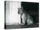 A Lion Cub Sitting on the Floor at London Zoo in 1930 (B/W Photo)-Frederick William Bond-Premier Image Canvas