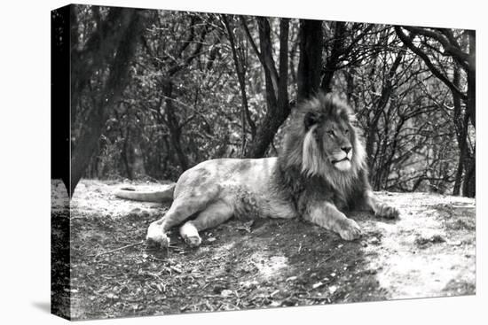 A Lion Lying Down Photographed at Whipsnade Zoo, 1935-Frederick William Bond-Premier Image Canvas