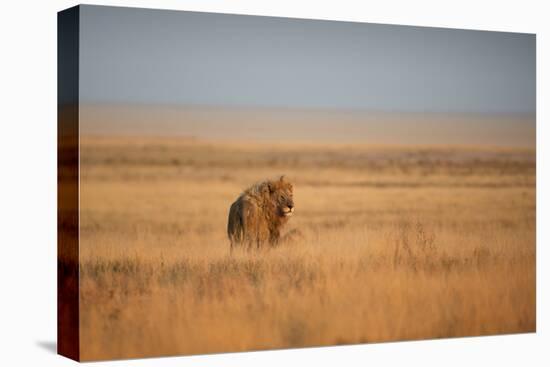 A Lion, Panthera Leo, Looks Out over Grassland at Sunrise-Alex Saberi-Premier Image Canvas