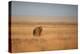 A Lion, Panthera Leo, Looks Out over Grassland at Sunrise-Alex Saberi-Premier Image Canvas