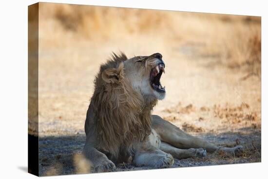 A Lion, Panthera Leo, Resting in the Shade, Lets Out a Roar-Alex Saberi-Premier Image Canvas