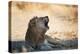 A Lion, Panthera Leo, Resting in the Shade, Lets Out a Roar-Alex Saberi-Premier Image Canvas