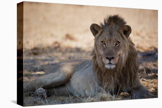 A Lion, Panthera Leo, Rests in the Shade-Alex Saberi-Premier Image Canvas