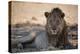 A Lion, Panthera Leo, Rests in the Shade-Alex Saberi-Premier Image Canvas