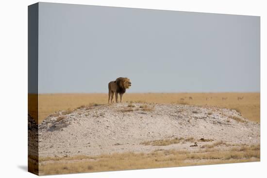 A Lion, Panthera Leo, Surveying His Territory-Alex Saberi-Premier Image Canvas