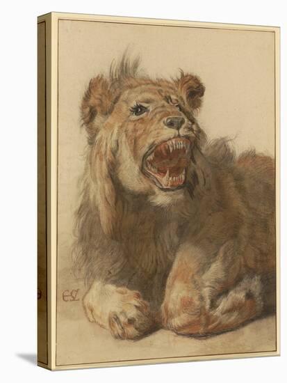 A Lion Snarling, C.1625-33 (Black & Red Chalk with Black and Brown Washes)-Cornelis Saftleven-Premier Image Canvas