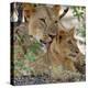 A Lioness and Cub in Selous Game Reserve-Nigel Pavitt-Premier Image Canvas