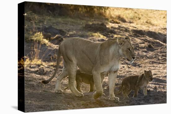 A lioness (Panthera leo) walking with its cubs, Botswana, Africa-Sergio Pitamitz-Premier Image Canvas