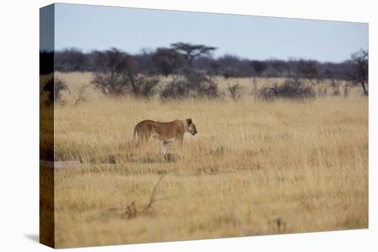 A Lioness, Panthera Leo, Walks Through the Park in Namibia-Alex Saberi-Premier Image Canvas