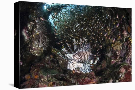 A Lionfish Hunts for Prey on a Colorful Coral Reef-Stocktrek Images-Premier Image Canvas