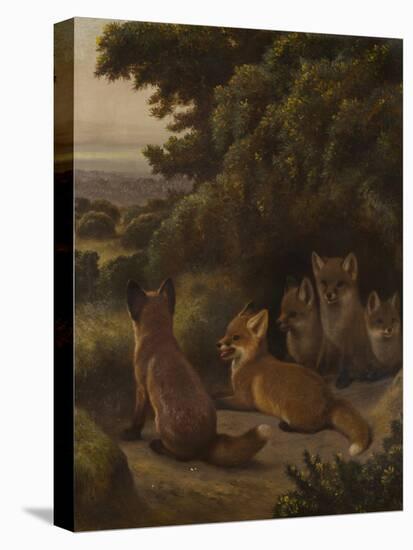 A litter of Fox Cubs by Samuel John Carter-Samuel John Carter-Premier Image Canvas