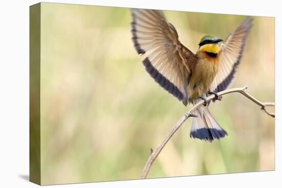 A Little Bee-Eater Lands On A Branch With Its Wings Spread Out. Botswana-Karine Aigner-Premier Image Canvas