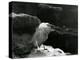 A Little Egret Resting amongst Rocks at London Zoo in 1930 (B/W Photo)-Frederick William Bond-Premier Image Canvas