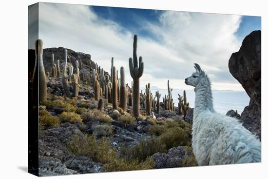 A Llama Watches Out over Isla Del Pescado Above Salar De Uyuni-Alex Saberi-Premier Image Canvas