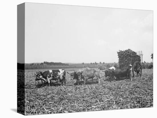 A Load of Cane on a Cuban Sugar Plantation-null-Stretched Canvas