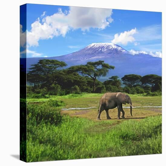 A Lone African Elephant (Loxodonta Africana) by Mt. Kilimanjaro, Amboseli Nat'l Park, Kenya-Miva Stock-Premier Image Canvas