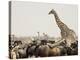 A Lone Giraffe Stands Tall at a Waterhole, Etosha National Park, Namibia, Africa-Wendy Kaveney-Premier Image Canvas