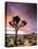 A Lone Joshua Tree Stands Tall In The Desert-Daniel Kuras-Premier Image Canvas