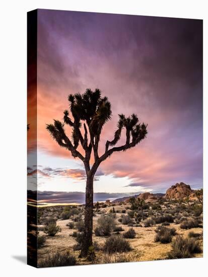 A Lone Joshua Tree Stands Tall In The Desert-Daniel Kuras-Premier Image Canvas