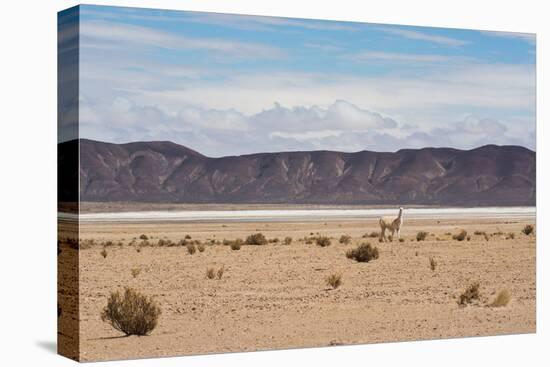 A Lone Llama Stands in a Desert Near the Salar De Uyuni-Alex Saberi-Premier Image Canvas