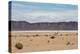 A Lone Llama Stands in a Desert Near the Salar De Uyuni-Alex Saberi-Premier Image Canvas