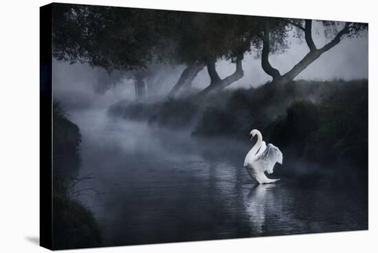 A Lone Mute Swan Stretches its Wings in Richmond Park-Alex Saberi-Premier Image Canvas