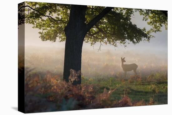 A Lone Red Deer Doe, Cervus Elaphus, Stands in the Autumn Mist in Richmond Park-Alex Saberi-Premier Image Canvas