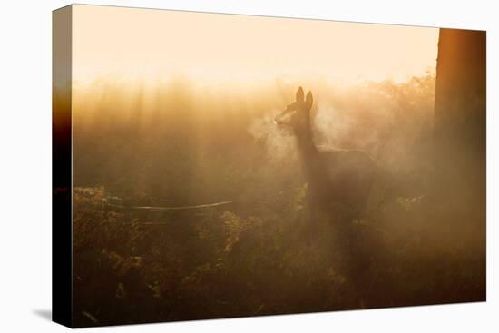 A Lone Red Deer Doe, Cervus Elaphus, Stands in the Autumn Mist in Richmond Park-Alex Saberi-Premier Image Canvas