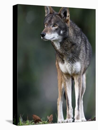 A Lone Red Wolf Looking Away from Camera.-Karine Aigner-Premier Image Canvas