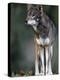 A Lone Red Wolf Looking Away from Camera.-Karine Aigner-Premier Image Canvas