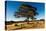 A lone tree in a field, Western Cove Road, Kangaroo Island, South Australia-Mark A Johnson-Premier Image Canvas