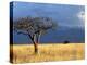 A Lone Tree in the Grasslands of Nechisar National Park, Ethiopia-Janis Miglavs-Premier Image Canvas