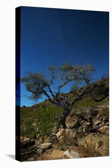 A Lone Tree in Torotoro National Park by Moonlight-Alex Saberi-Premier Image Canvas