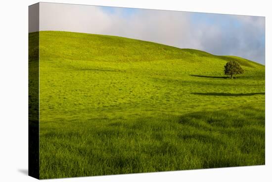 A lone tree on lush pasture land, Waimea, Big Island, Hawaii-Mark A Johnson-Premier Image Canvas