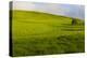 A lone tree on lush pasture land, Waimea, Big Island, Hawaii-Mark A Johnson-Premier Image Canvas