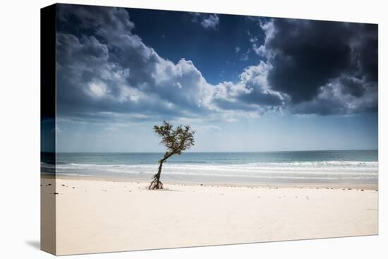 A Lone Tree on the Beach in Jericoacoara, Brazil-Alex Saberi-Premier Image Canvas