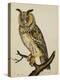 A Long-Eared Owl (Strix Otus)-Christopher Atkinson-Premier Image Canvas