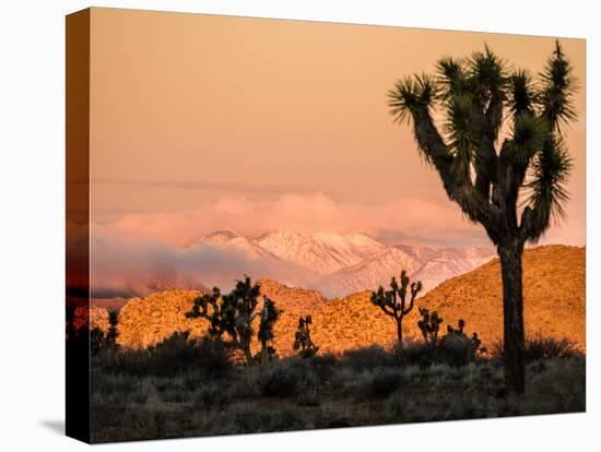 A Look At The Many Layers Of Joshua Tree National Park-Daniel Kuras-Premier Image Canvas