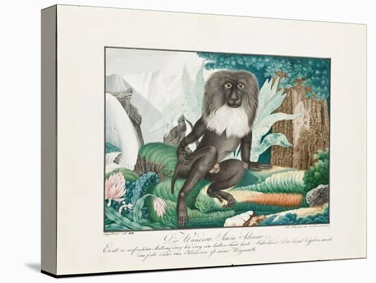 A Macaque, 1837-Aloys Zotl-Premier Image Canvas