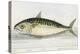 A Mackerel-E. Albin-Premier Image Canvas