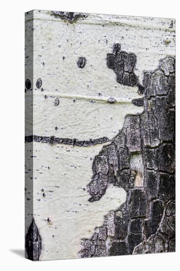 A Macro Shot of Aspen Bark on an Aspen Tree-Mallorie Ostrowitz-Premier Image Canvas