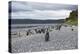 A magellanic penguin colony at the beach on Martillo Island, Tierra del Fuego, Argentina, South Ame-Nando Machado-Premier Image Canvas